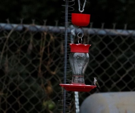 Ruby-throated Hummingbird - Tammy Conklin