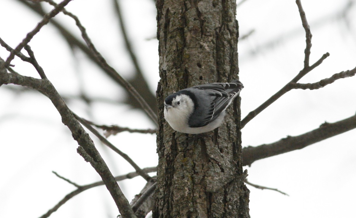 White-breasted Nuthatch (Eastern) - ML275801991