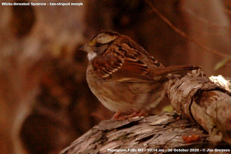 White-throated Sparrow - ML275812161