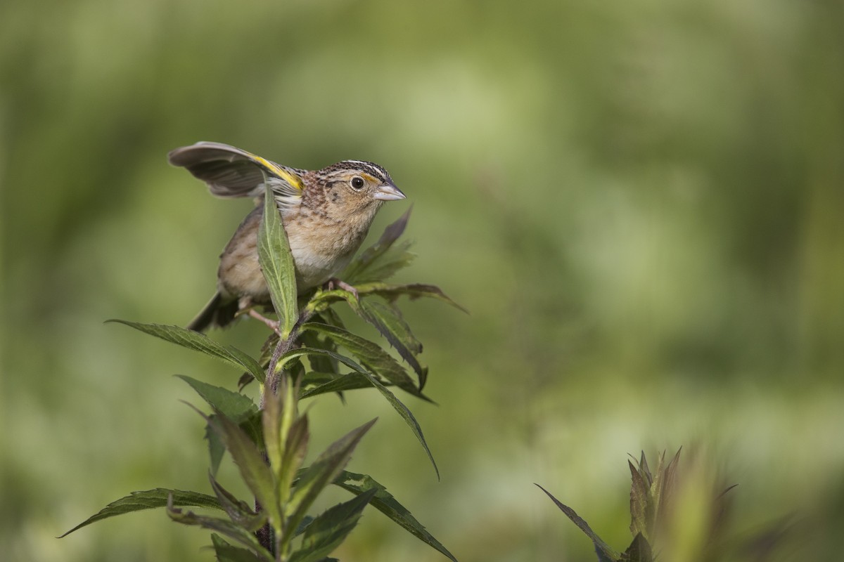 Grasshopper Sparrow - Michael Stubblefield