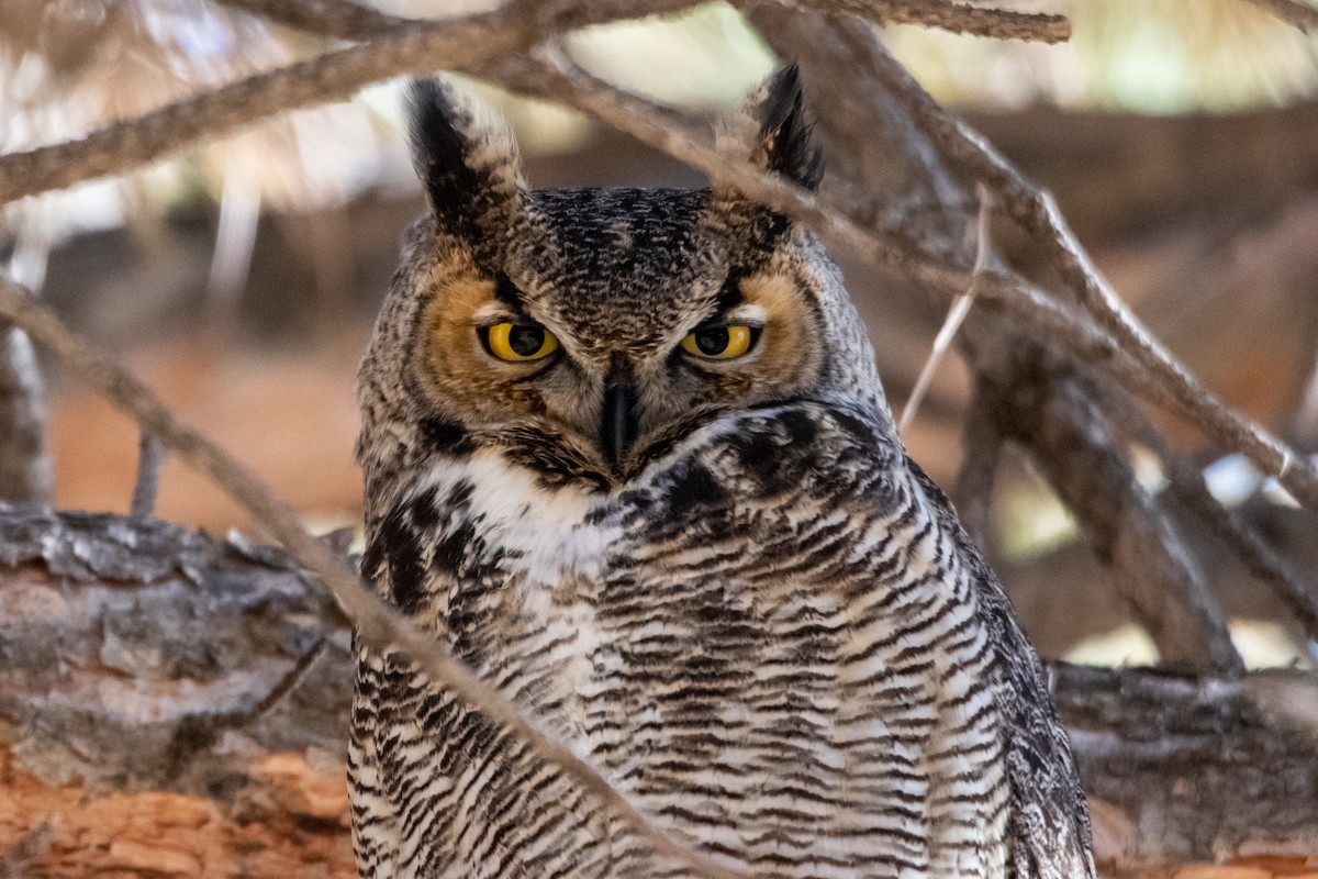 Great Horned Owl - William Kelley