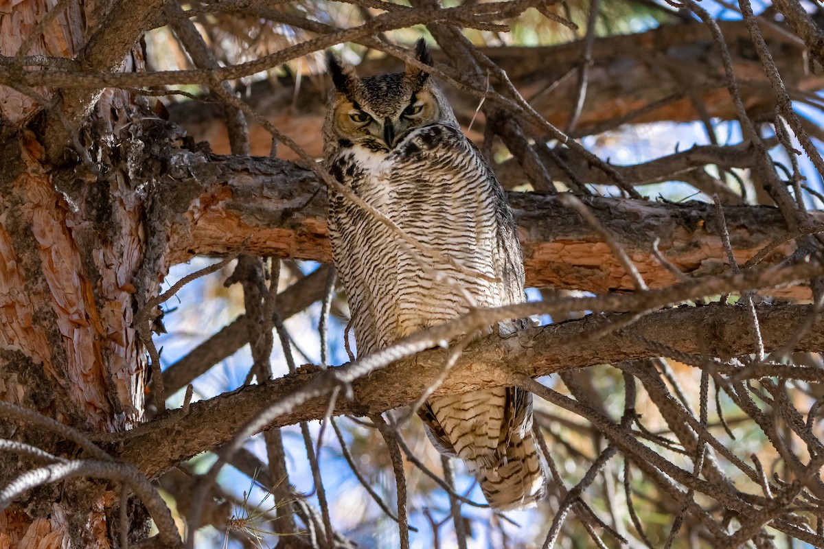 Great Horned Owl - ML275813701