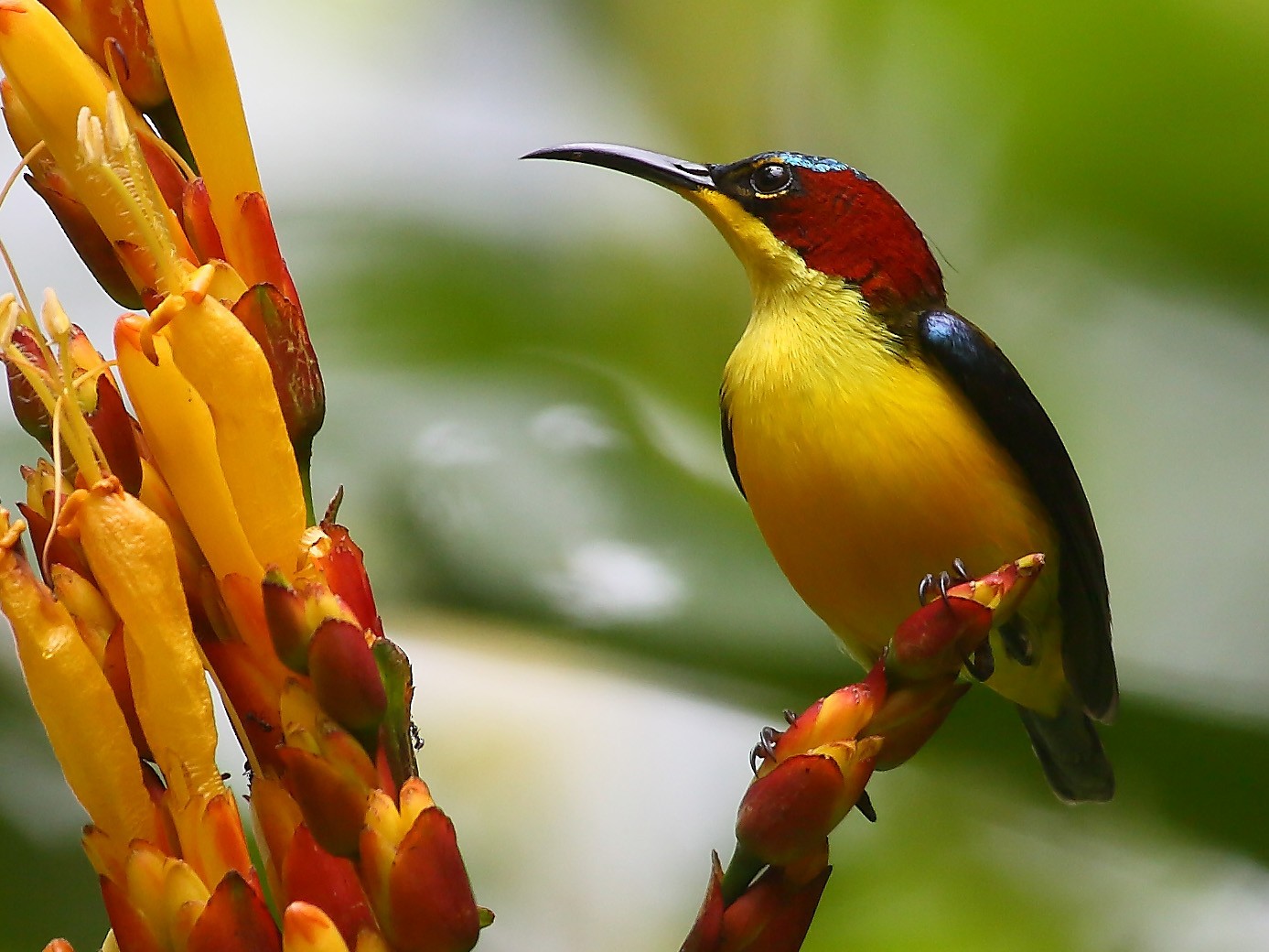 Elegant Sunbird - eBird