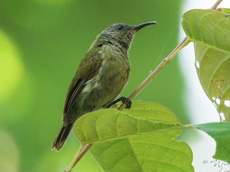 White-flanked Sunbird - Wich'yanan Limparungpatthanakij