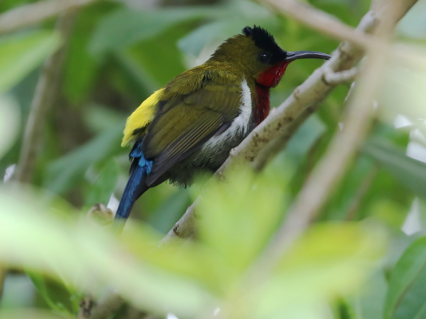 Suimanga Eximio - eBird
