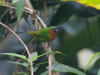 チャバラセイコウチョウ - eBird