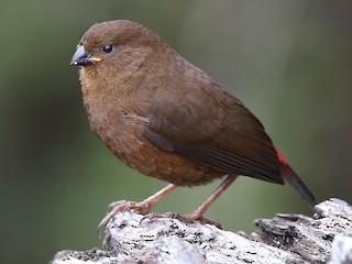 Молодая птица - Mark Sutton - ML275821491