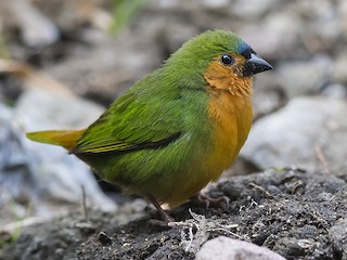  - Tawny-breasted Parrotfinch