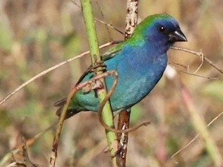 Adult male - Colin Trainor - ML275821581