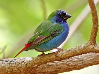  - Tricolored Parrotfinch