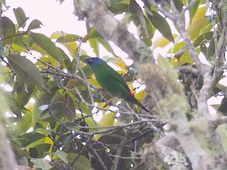 Papuan Parrotfinch - eBird