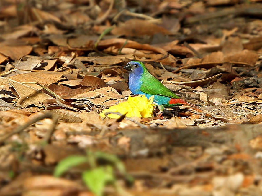 Tricolored Parrotfinch - James Eaton