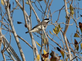 チモールブンチョウ - eBird