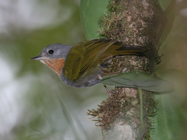 Photos - Madanga - Anthus ruficollis - Birds of the World
