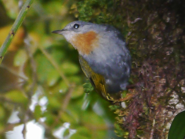 Photos - Madanga - Anthus ruficollis - Birds of the World