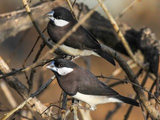 チモールブンチョウ - eBird