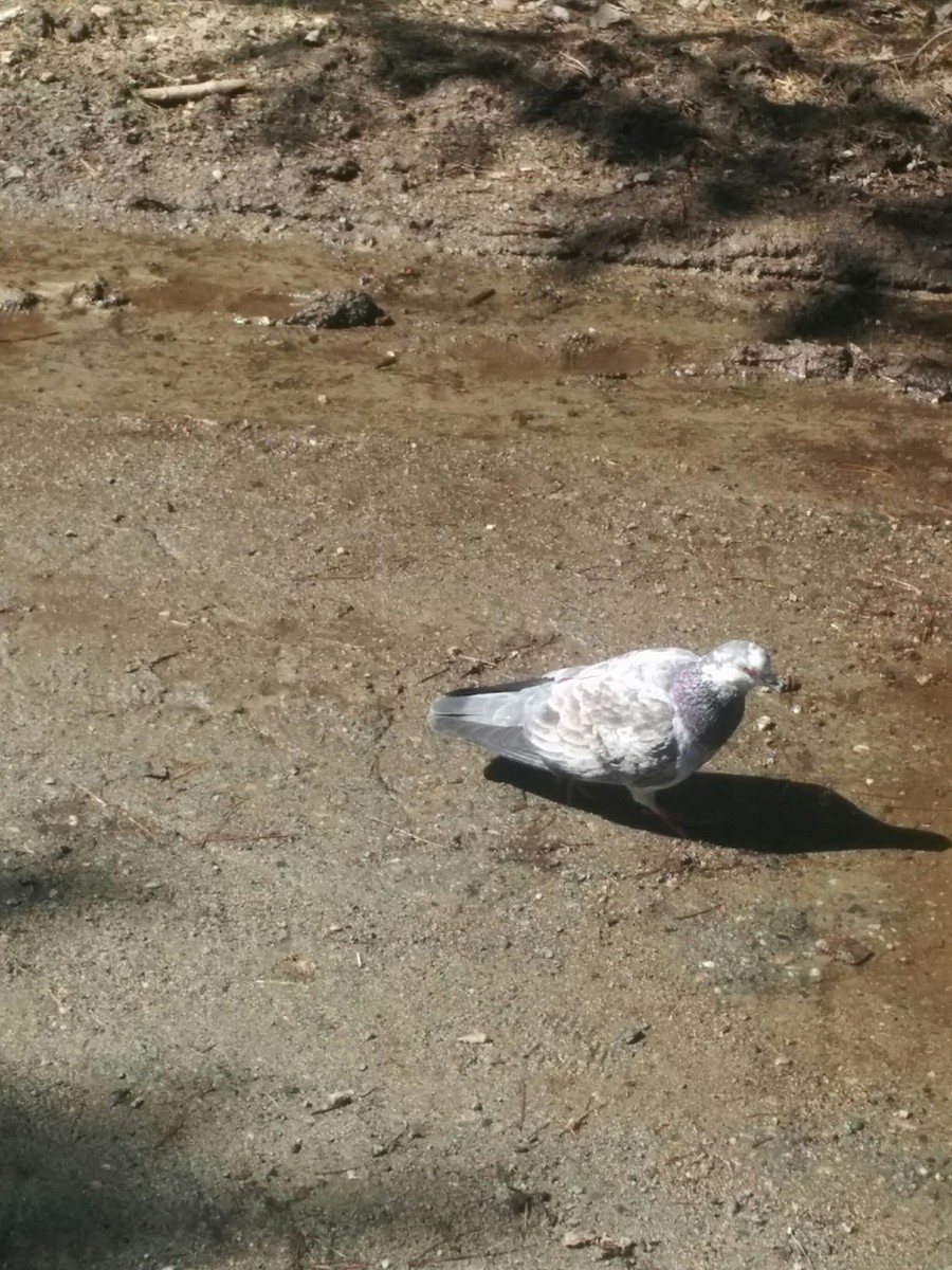 Rock Pigeon (Feral Pigeon) - ML27583991
