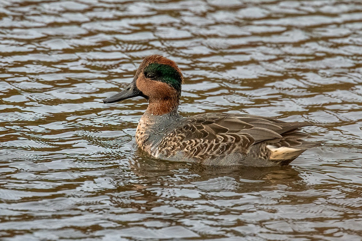 Green-winged Teal - ML275841521