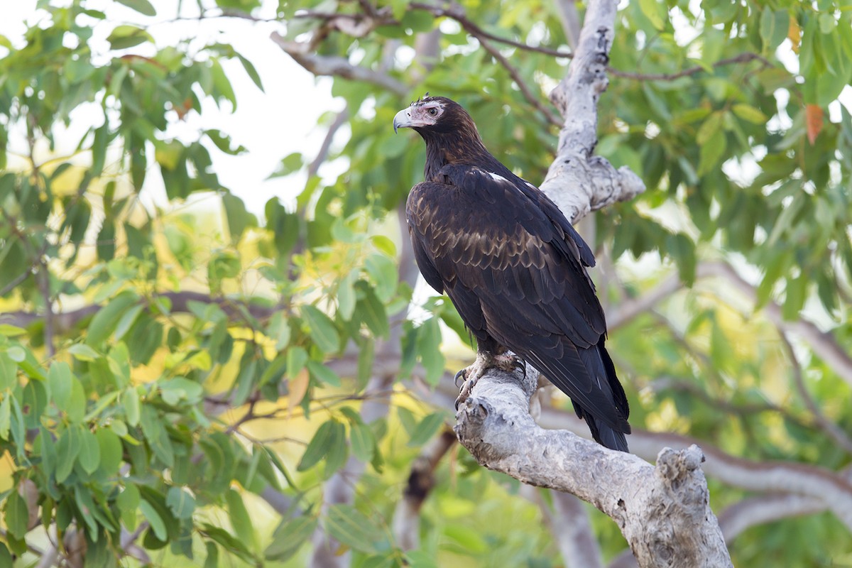 Wedge-tailed Eagle - Laurie Ross | Tracks Birding & Photography Tours