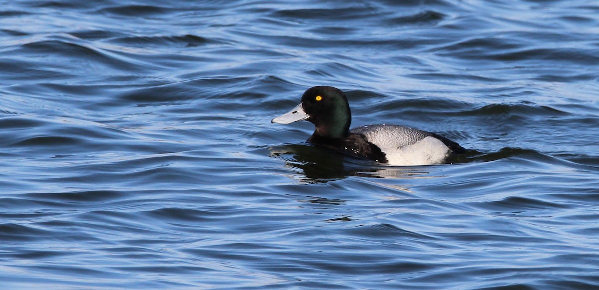 Greater Scaup - Luc Tremblay