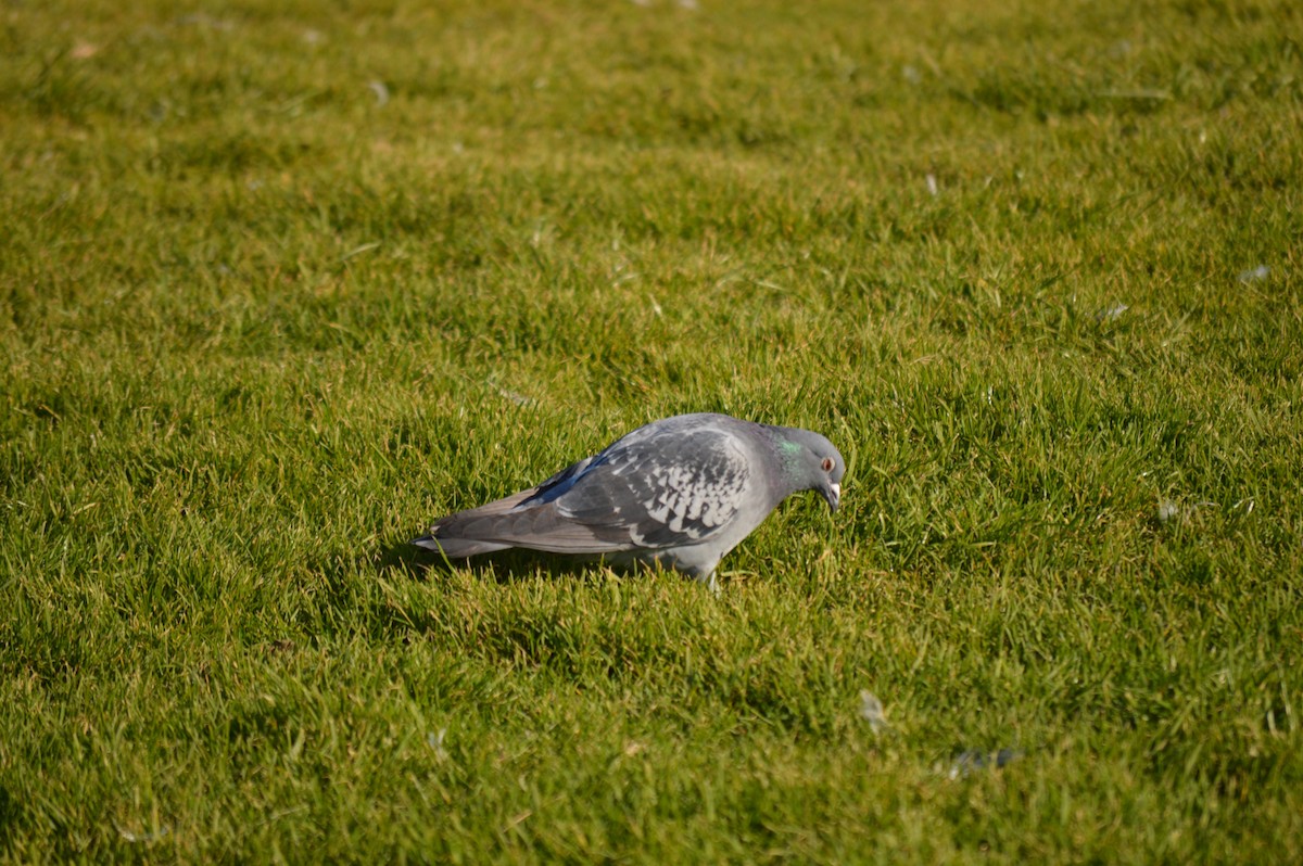 Rock Pigeon (Feral Pigeon) - Warren Lewis