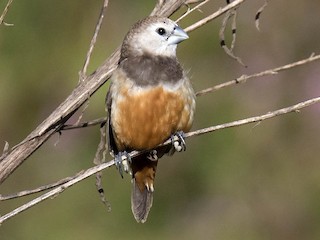 Adult - Daniel López-Velasco | Ornis Birding Expeditions - ML275847501