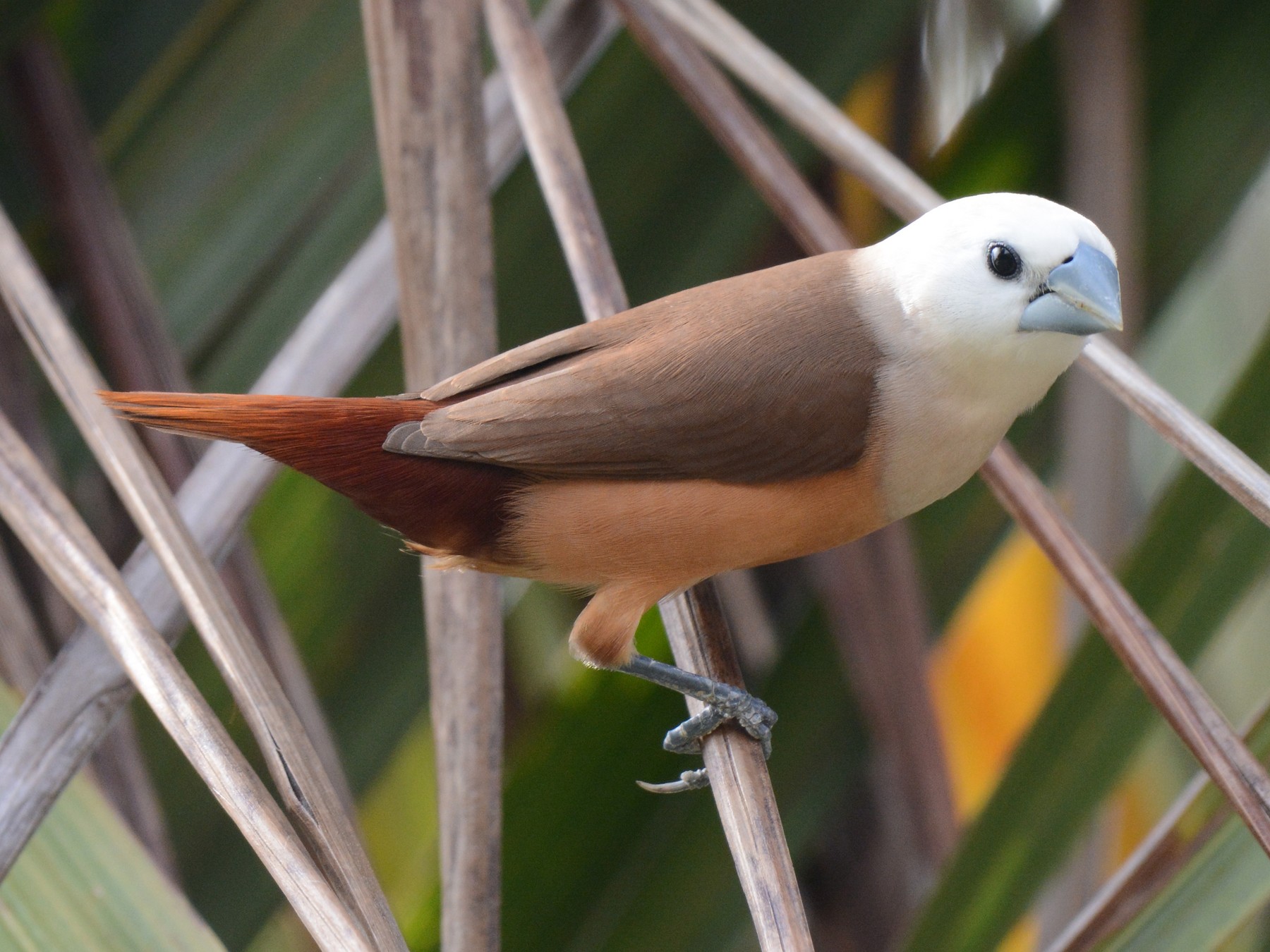 Pale-headed Munia - Ari Noviyono