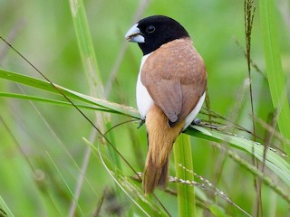  - Hooded Munia