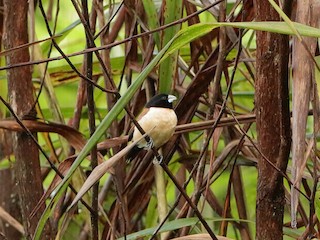  - Hooded Munia