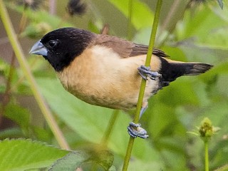  - Hooded Munia