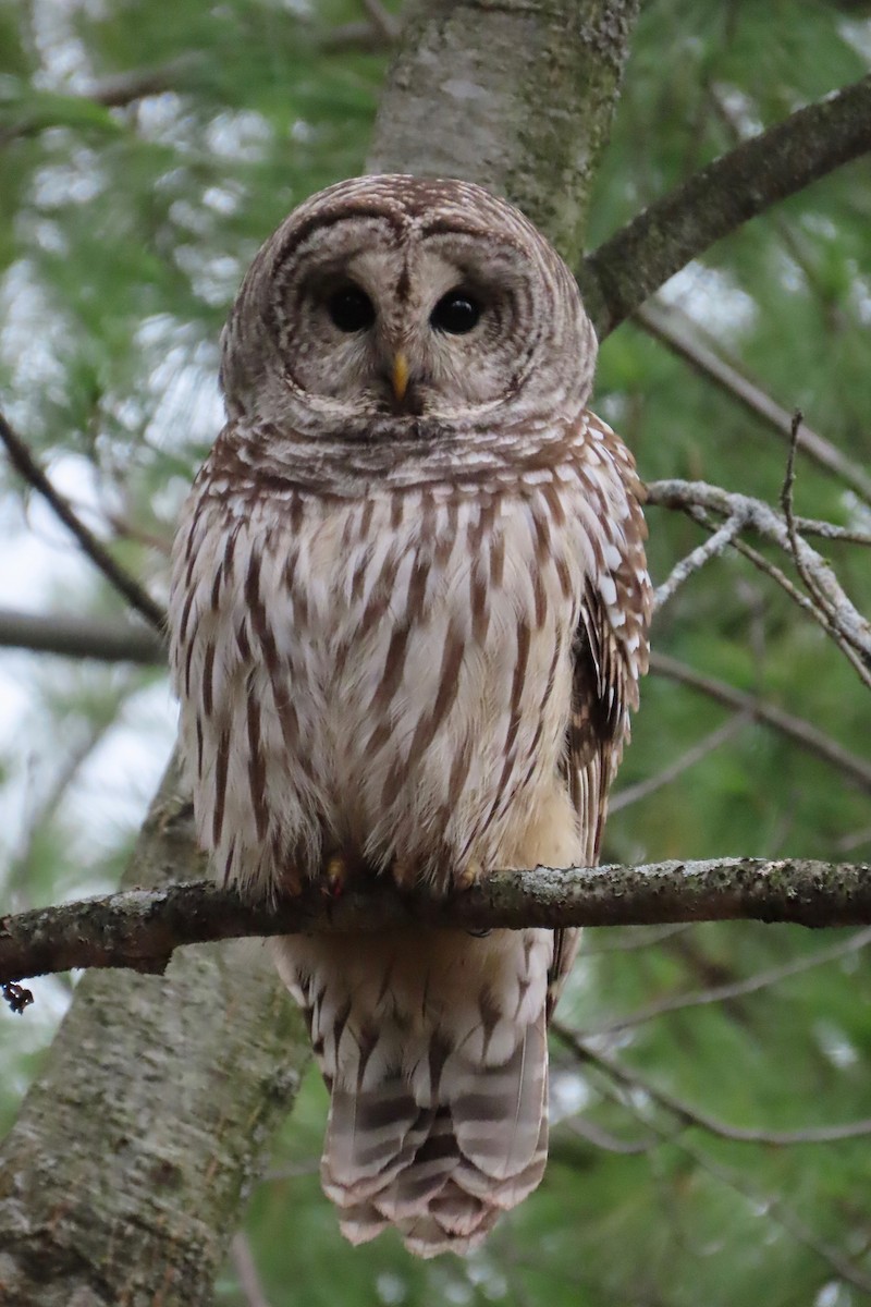 Barred Owl - Andrew Bendall
