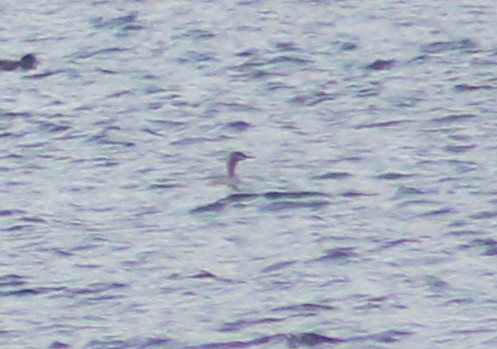 Red-necked Grebe - ML275848961