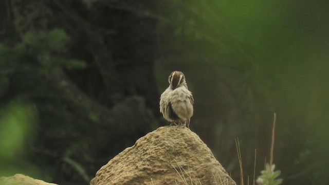 Striped Sparrow - ML275849891