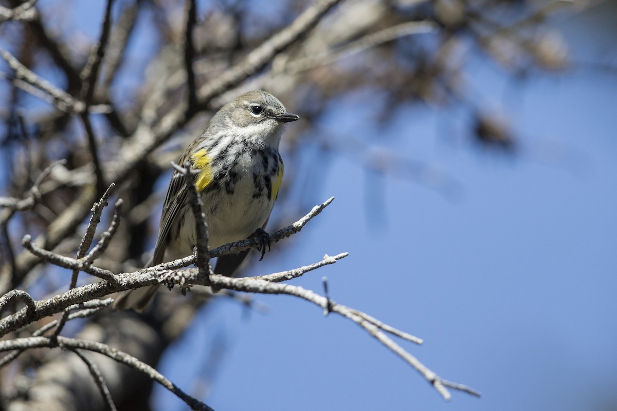 Yellow-rumped Warbler (Myrtle) - Michael Stubblefield