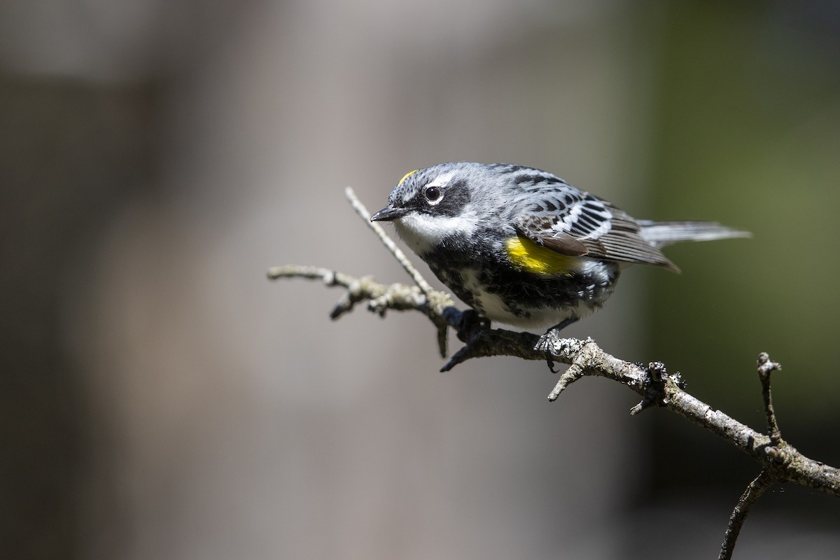 Yellow-rumped Warbler (Myrtle) - Michael Stubblefield