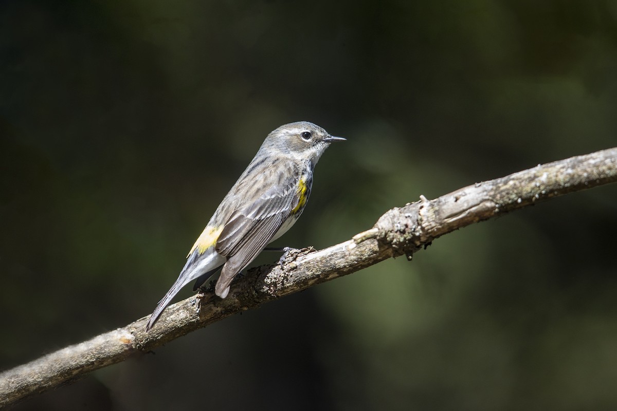 Yellow-rumped Warbler (Myrtle) - ML275854741