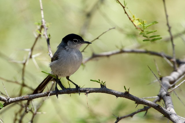 Black-tailed Gnatcatcher - eBird