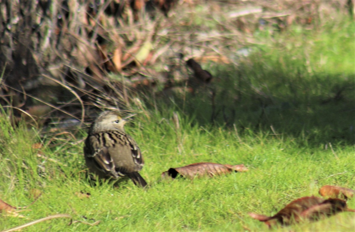 Golden-crowned Sparrow - ML275862591