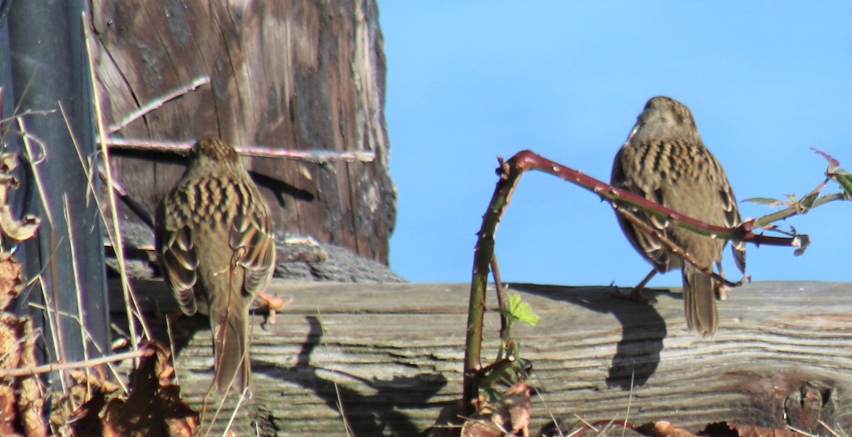 Golden-crowned Sparrow - ML275862601