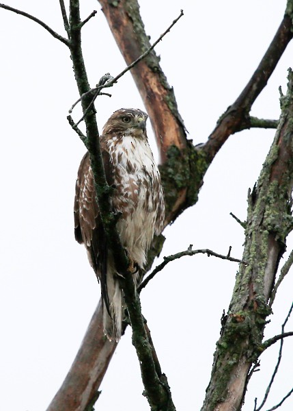 Red-tailed Hawk - ML27586681
