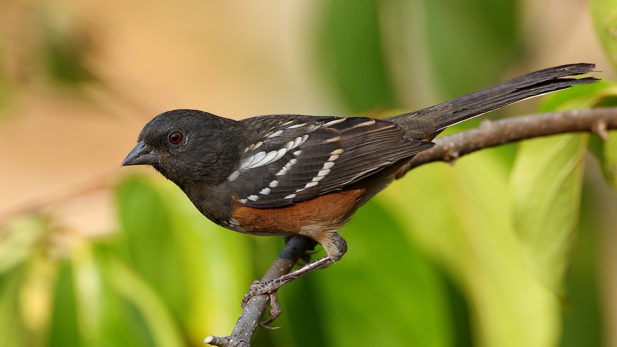 Spotted Towhee - ML275873181