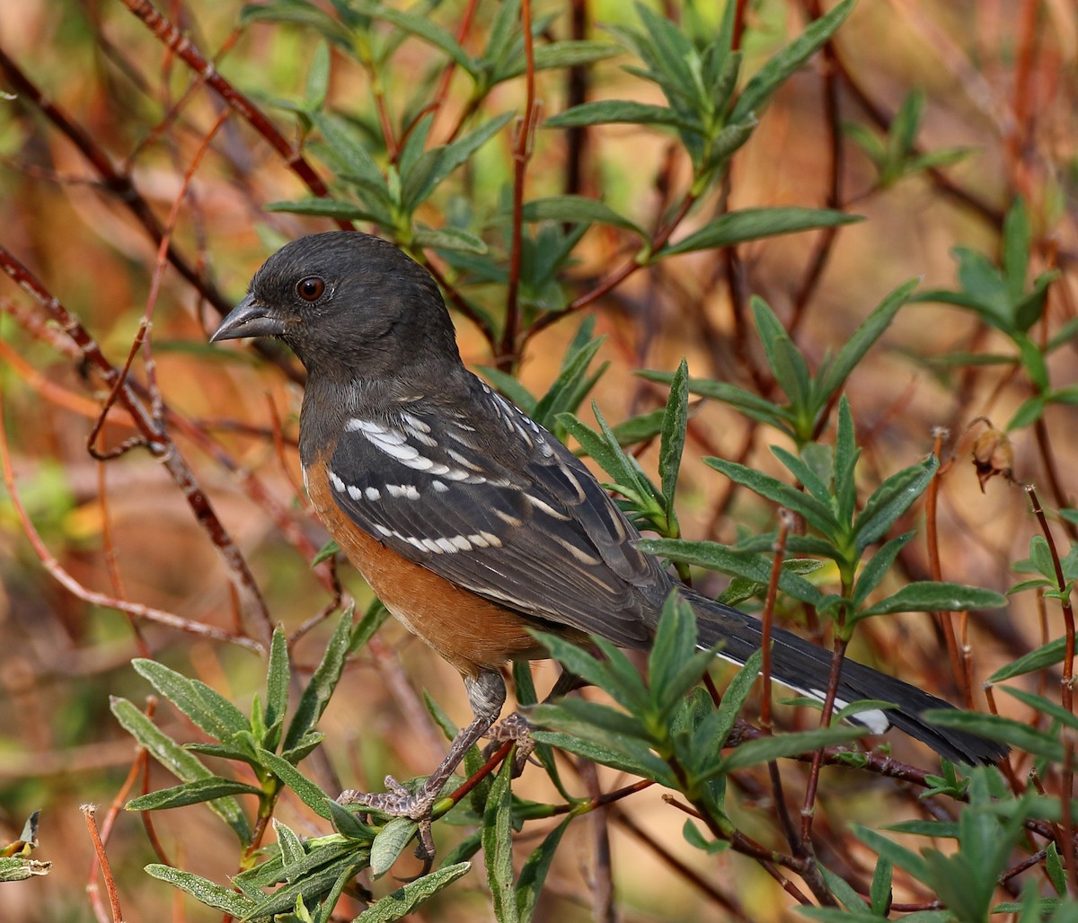 Spotted Towhee - ML275873431