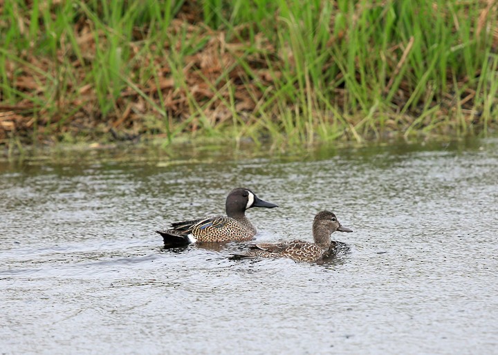 Blue-winged Teal - ML27587471