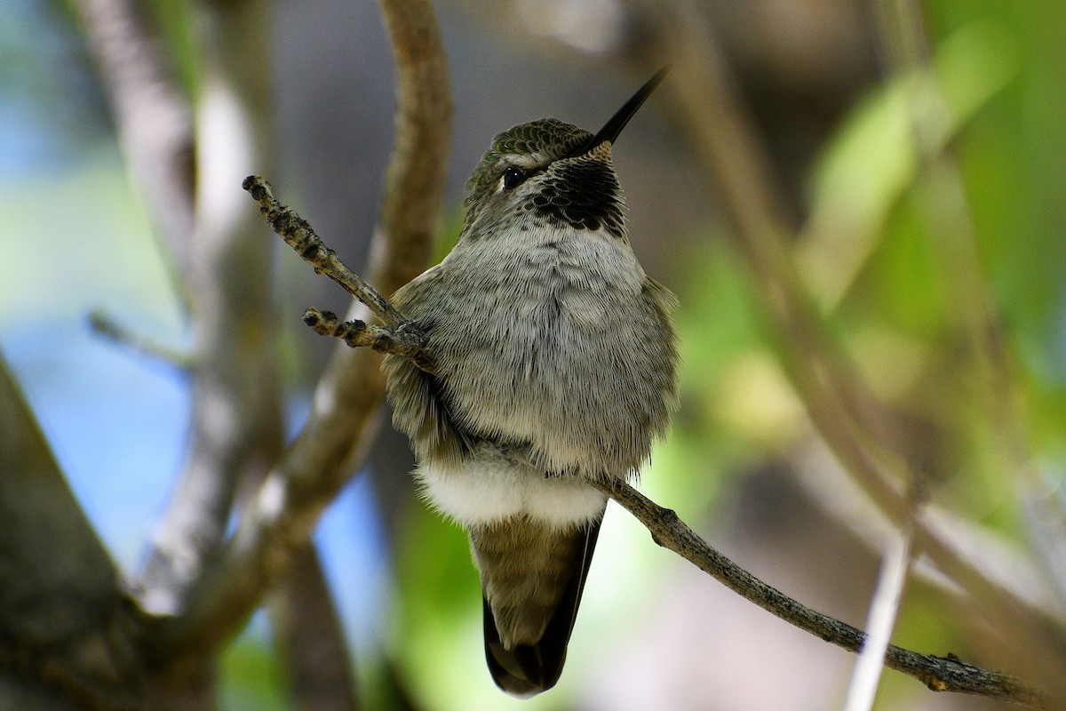 Anna's Hummingbird - ML275875501