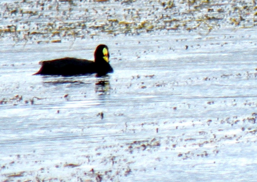 Red-gartered Coot - ML275882121