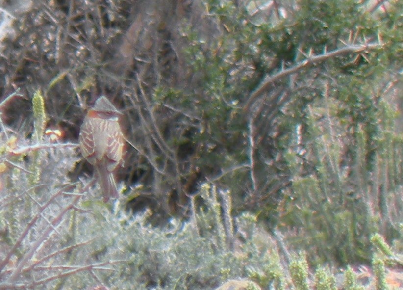 Rufous-collared Sparrow - ML275882591