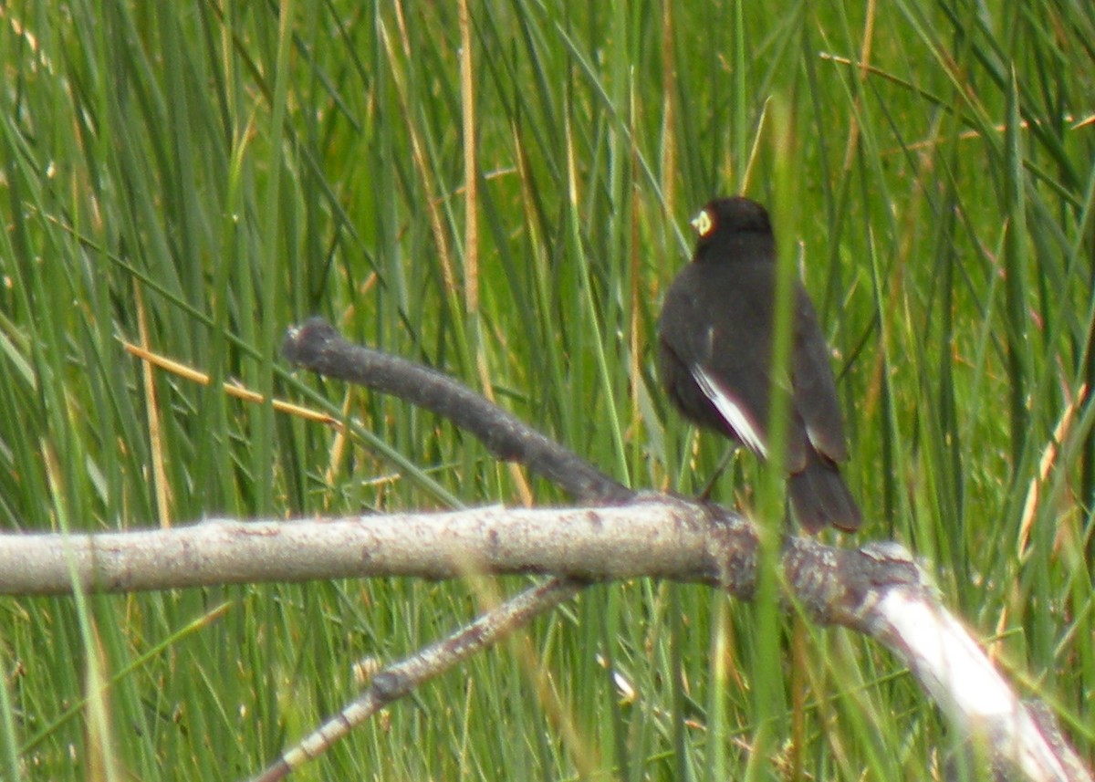 Spectacled Tyrant - ML275882661