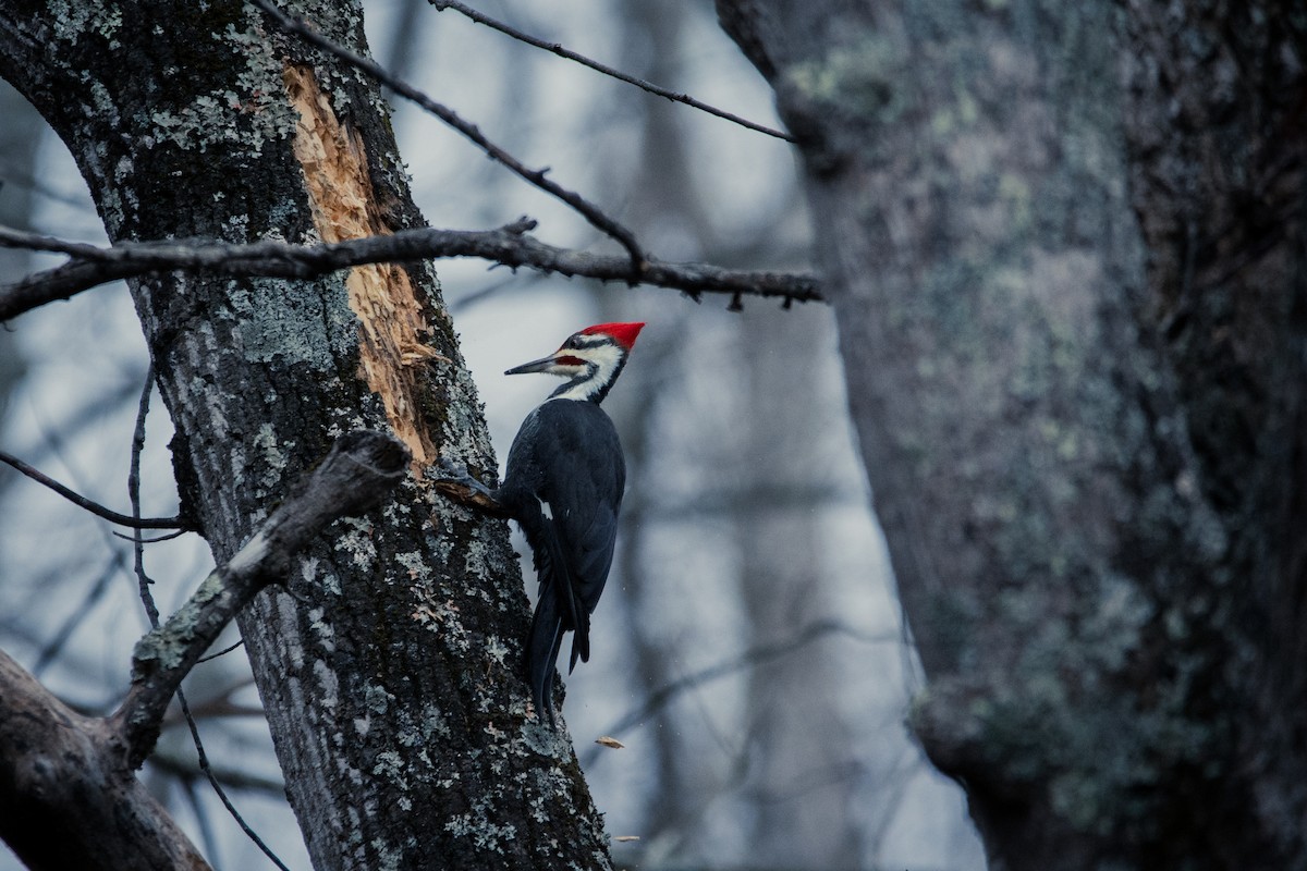 Pileated Woodpecker - Justin Nguyen