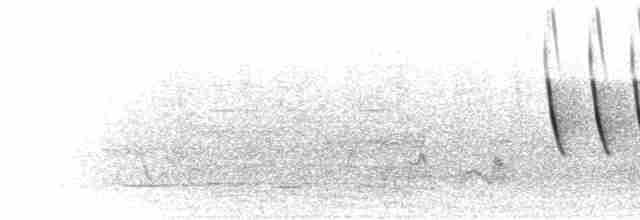 Lavandera Africana - ML275884