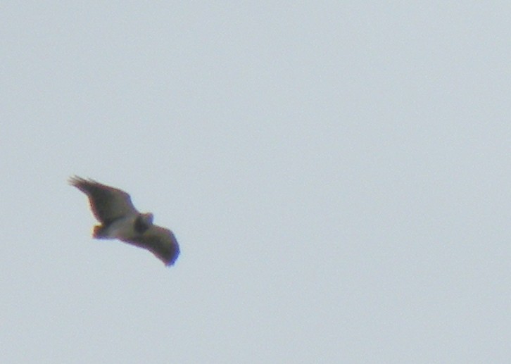 Black-chested Buzzard-Eagle - ML275885111